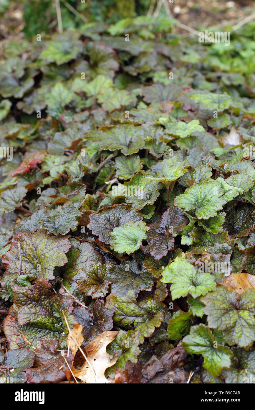 Tellima grandiflora rubra in March Stock Photo