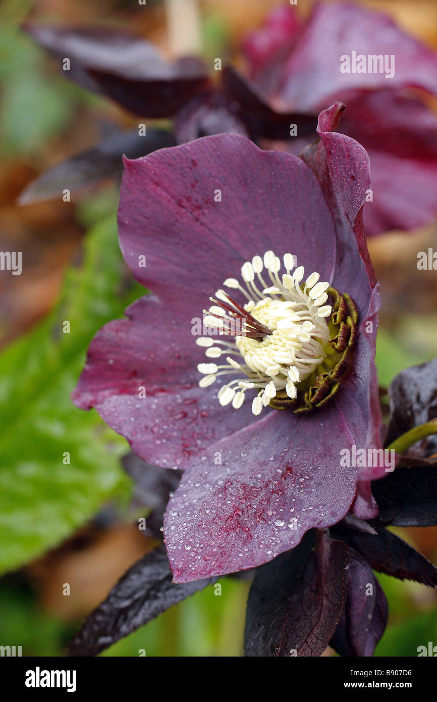 Helleborus x hybridus dark purple form Stock Photo