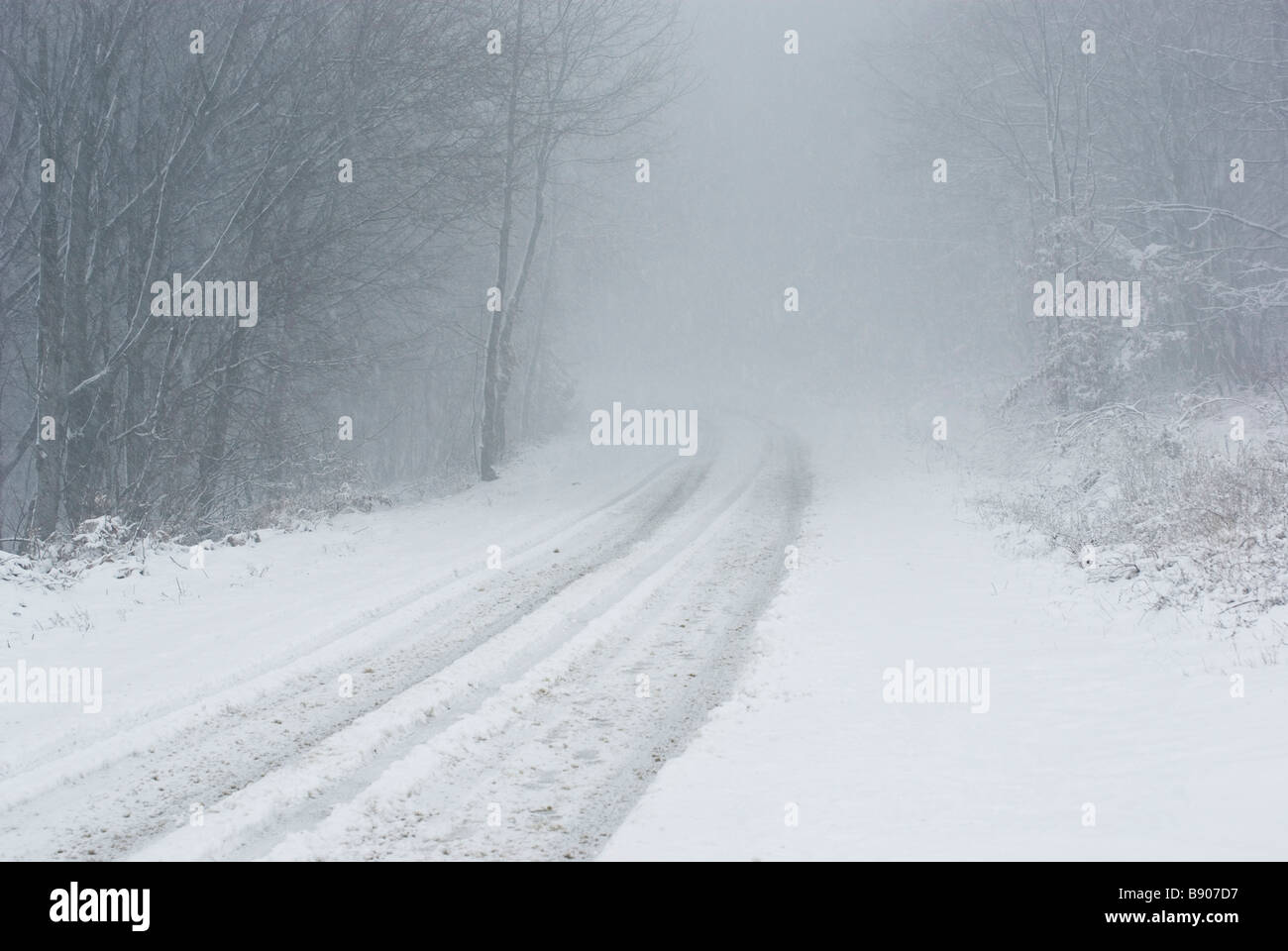 Winter road in the forest with mist Stock Photo - Alamy
