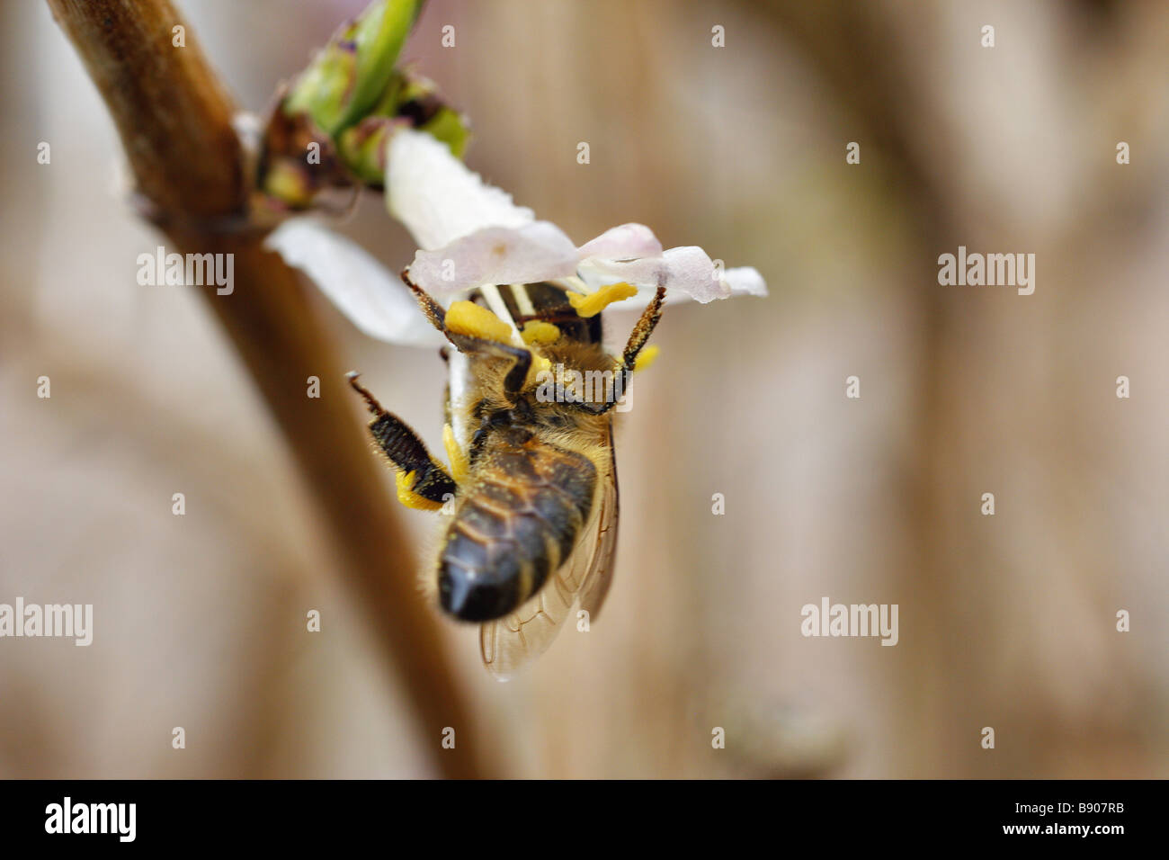Lonicera honey bee hi-res stock photography and images - Alamy