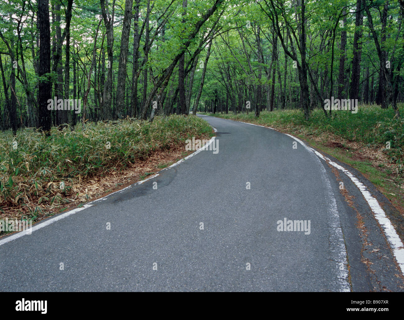 curve road forest stock