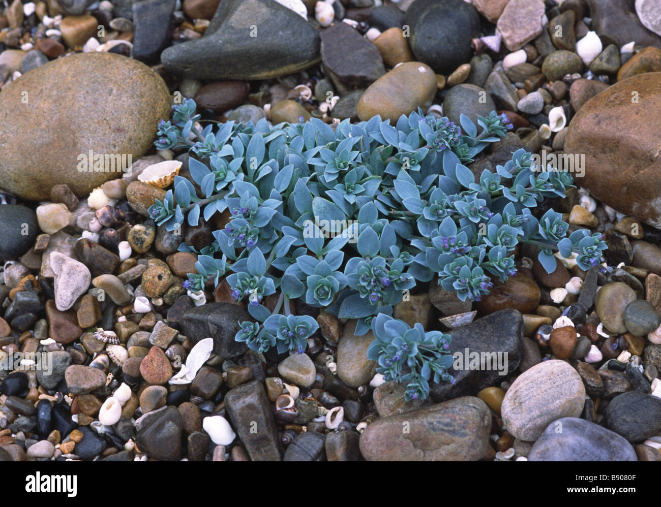 The rare Oysterplant found on a shingle beach in Scotland Moray Firth Stock Photo