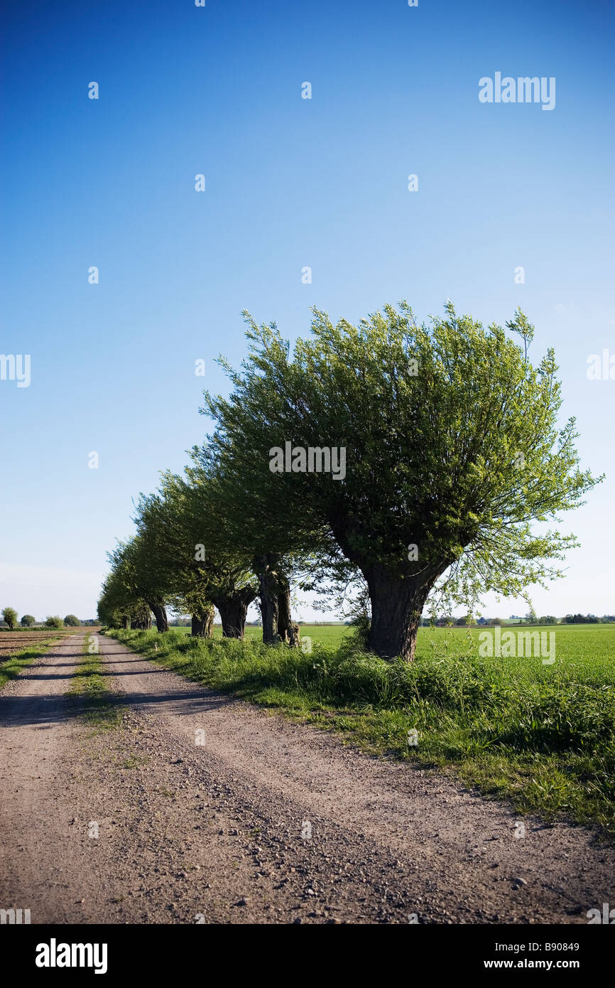 Trees along a country road Sweden. Stock Photo
