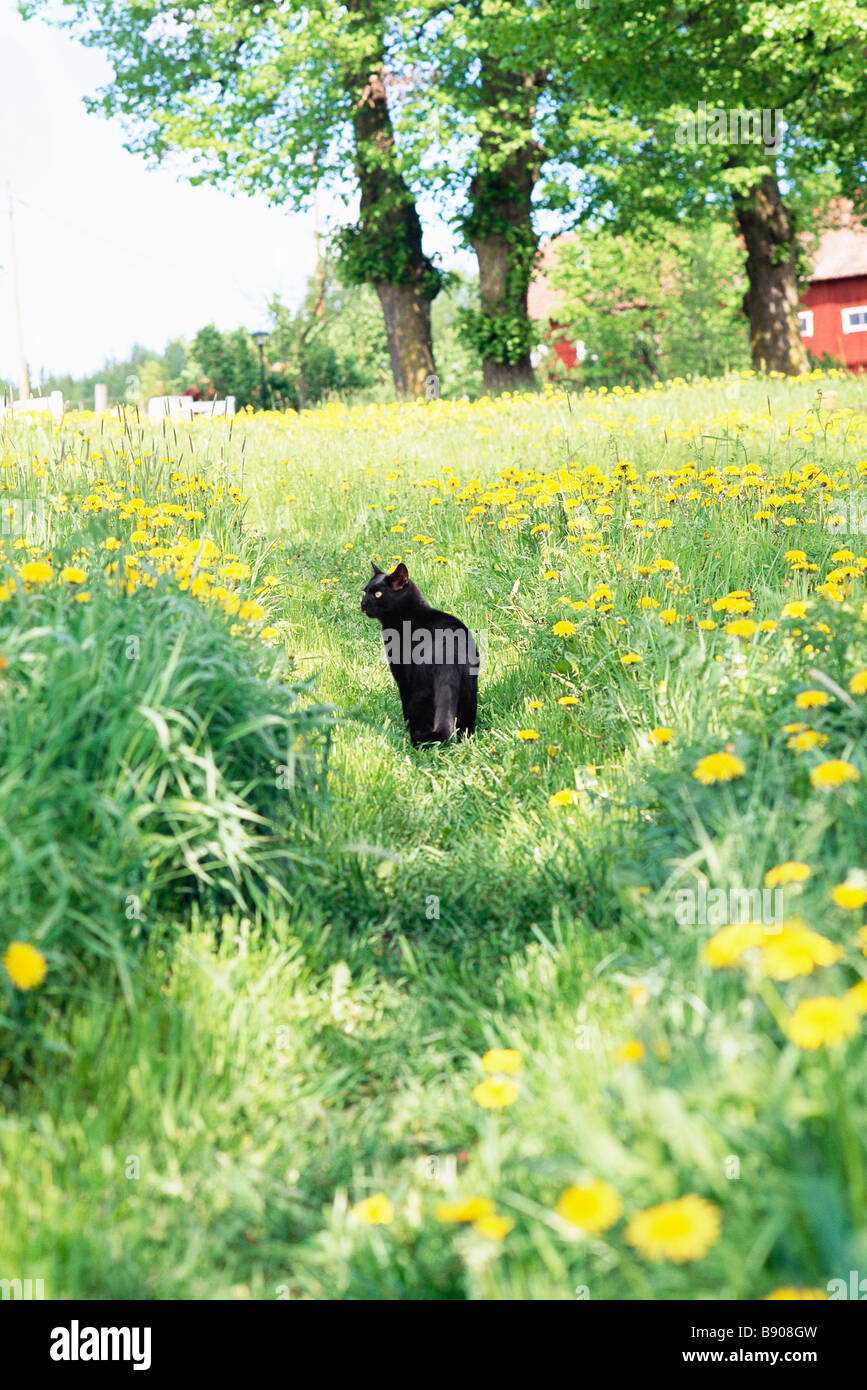 Cat grass plant hi-res stock photography and images - Alamy
