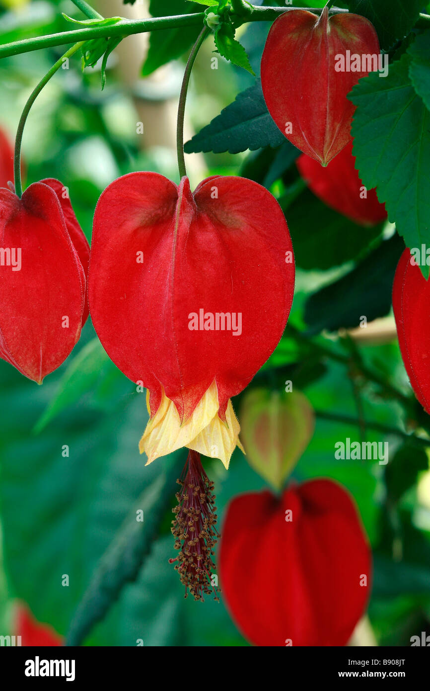 Abutilon megapotamicum Stock Photo Alamy