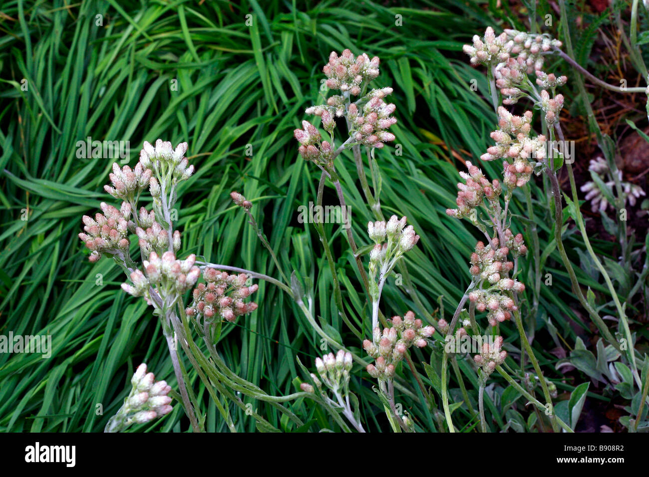 Antennaria fallax Stock Photo