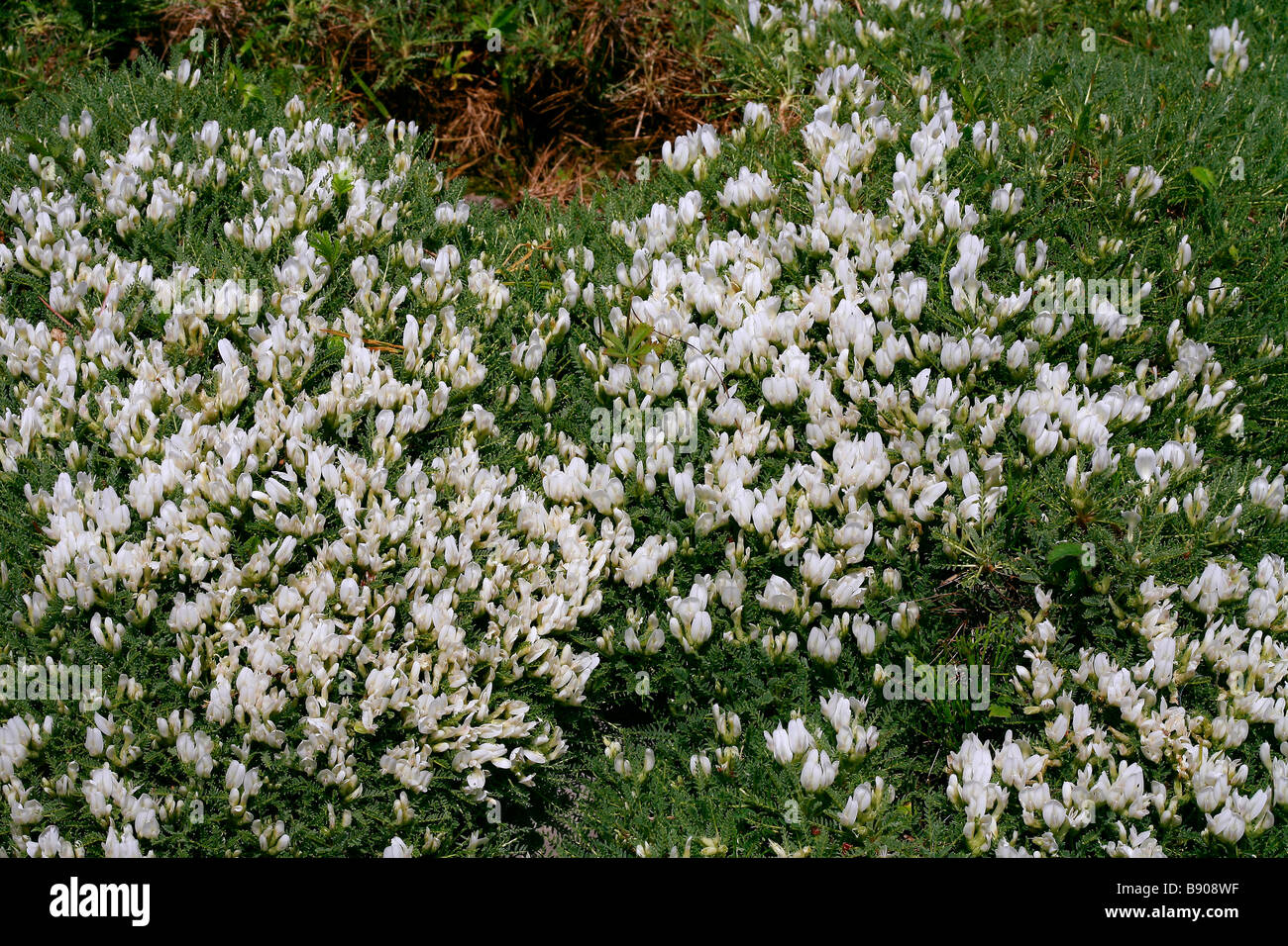 Astragalus angustifolium Stock Photo