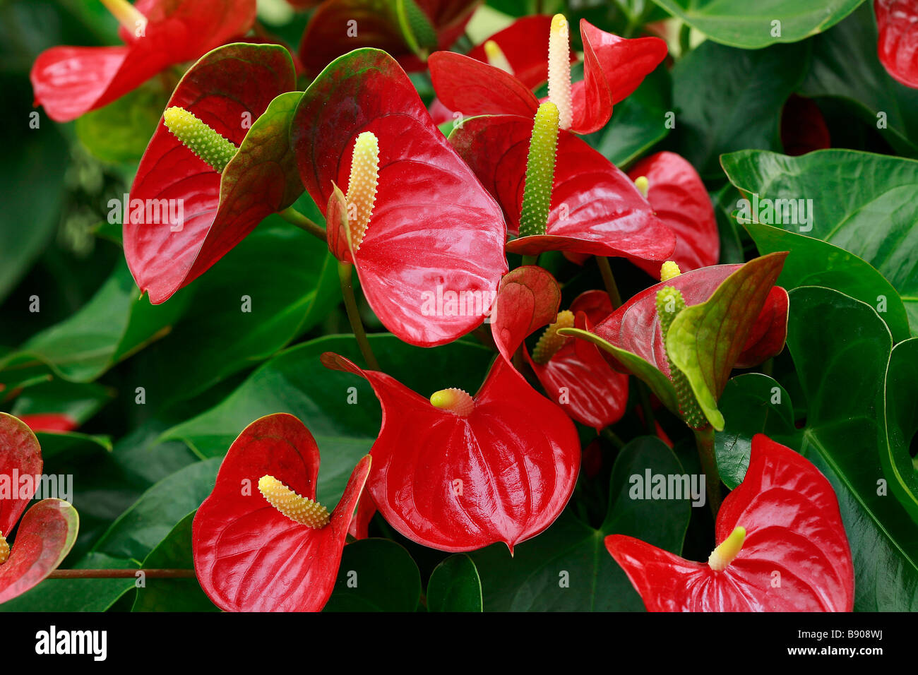 Anthurium andreanum "Red Champion Stock Photo - Alamy