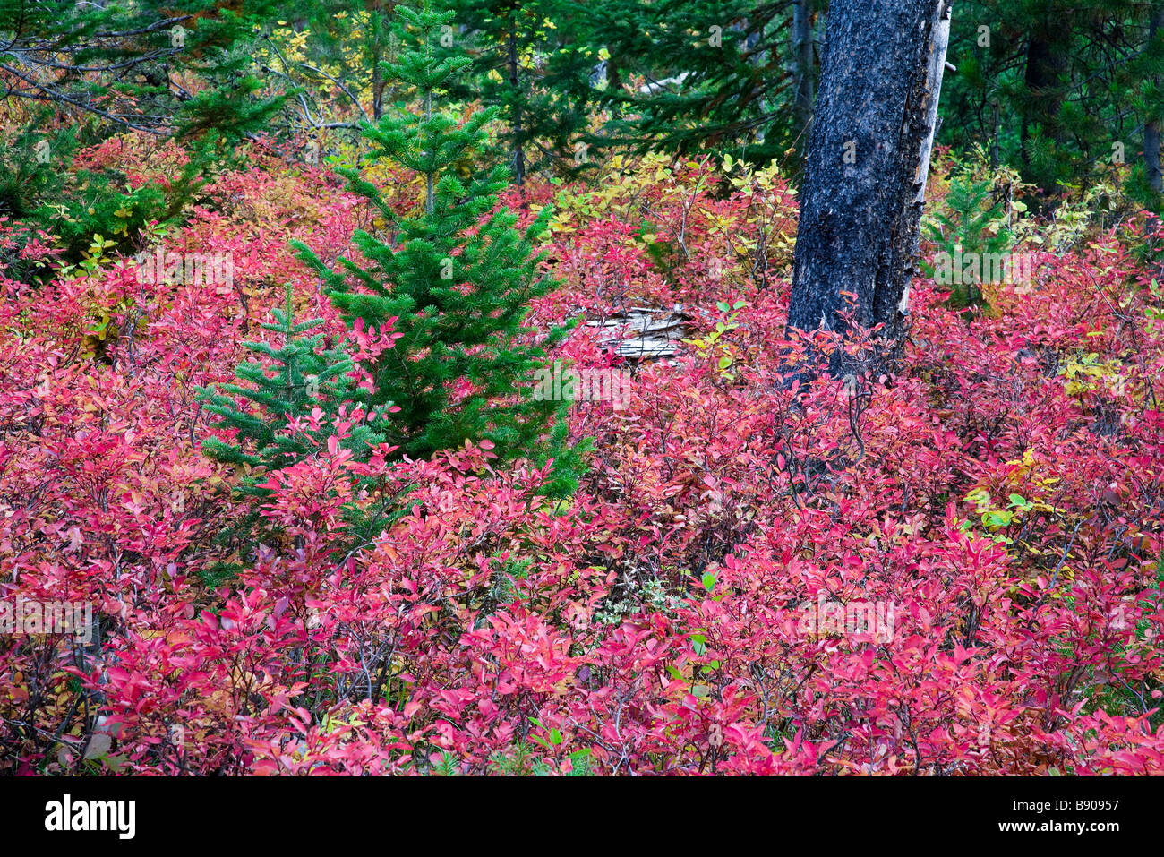 Autumn, Fall colours, colors in the forest in Grand Teton National Park Stock Photo