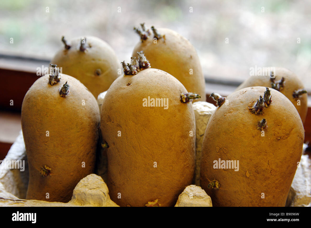 Chitting seed potatoes on a windowsill variety Charlotte Stock Photo