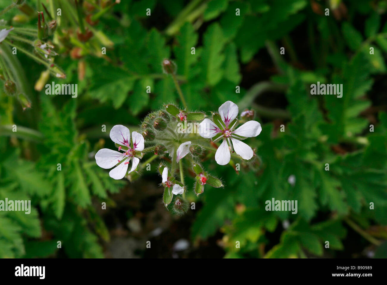 Erodium pelargonifolium Stock Photo
