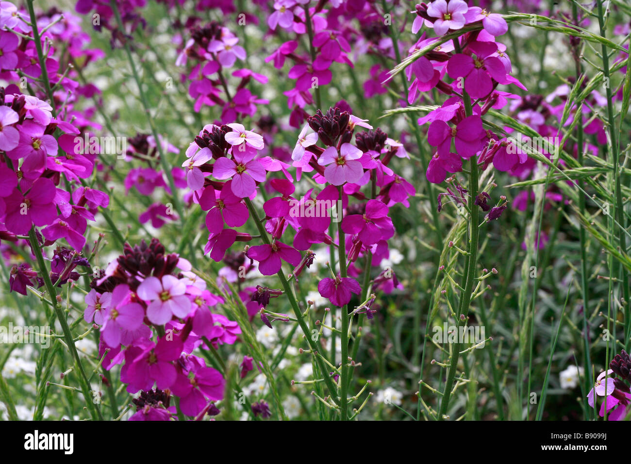 Erysimum linifolium 'Bowles Mauve' Stock Photo
