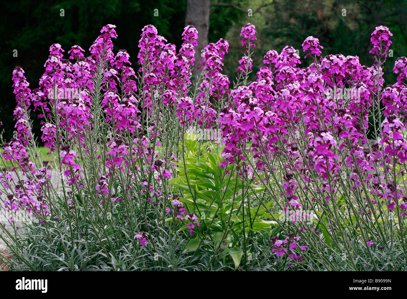 Erysimum linifolium "Bowles Mauve" Stock Photo