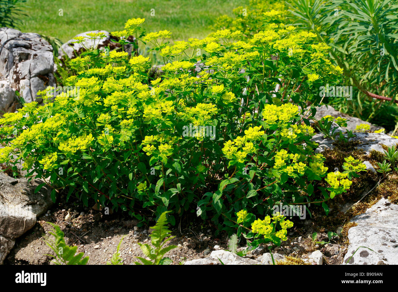 Euphorbia verrucosa Stock Photo