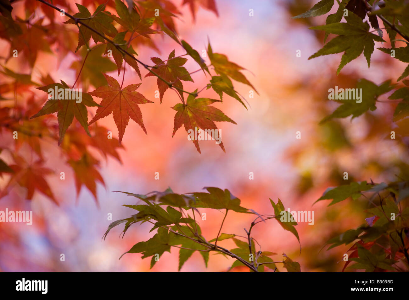 Maple leaves beginning to turn red Stock Photo