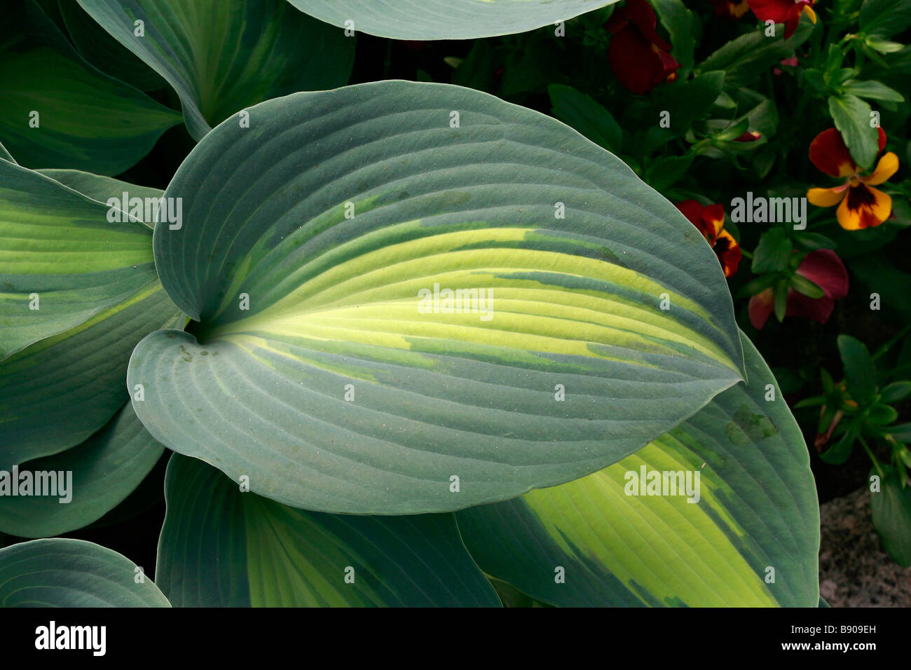 Hosta "Grand Marquee" Stock Photo