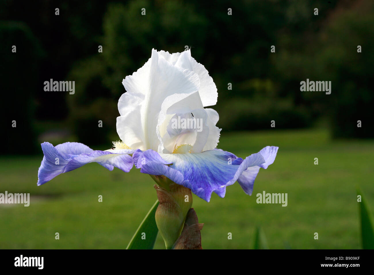 Iris Ribbon Round Stock Photo - Alamy