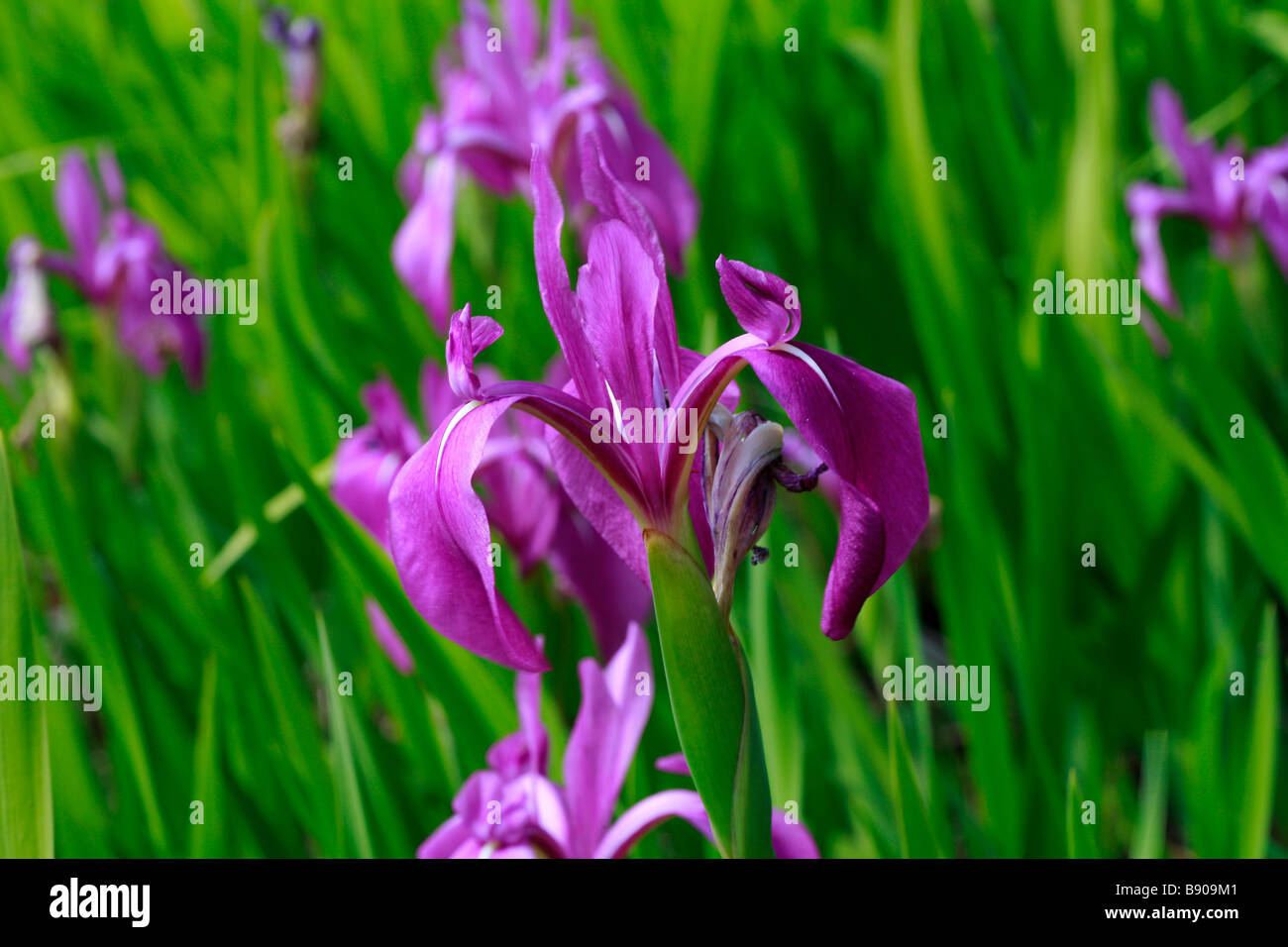 Iris levigata Regal Stock Photo