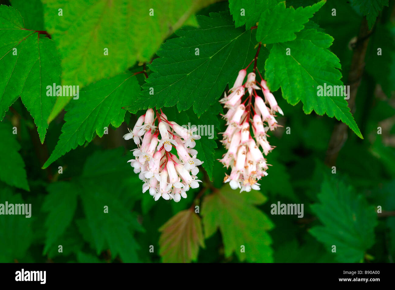 Neillia sinensis Stock Photo