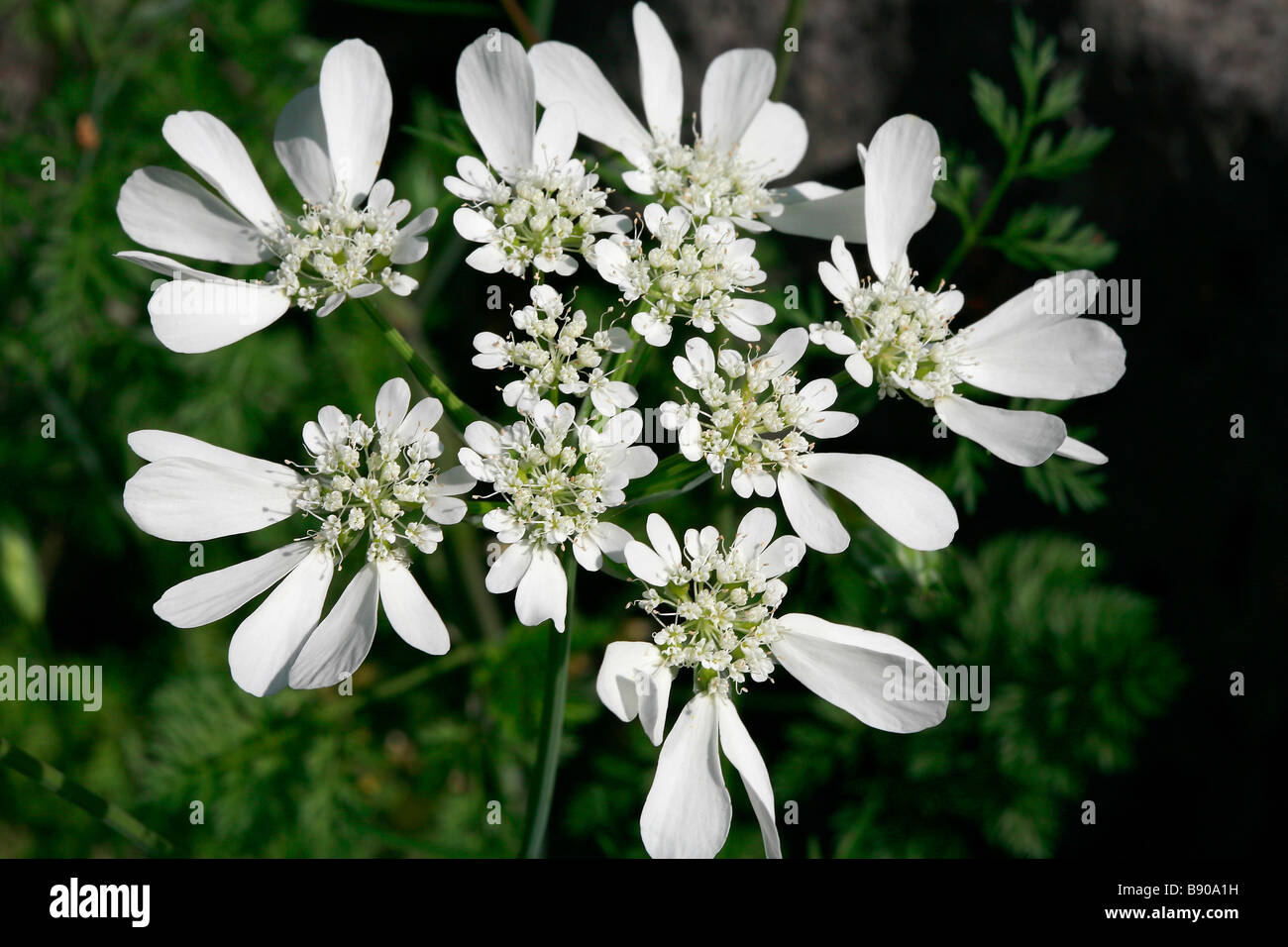 Orlaya grandiflora Stock Photo