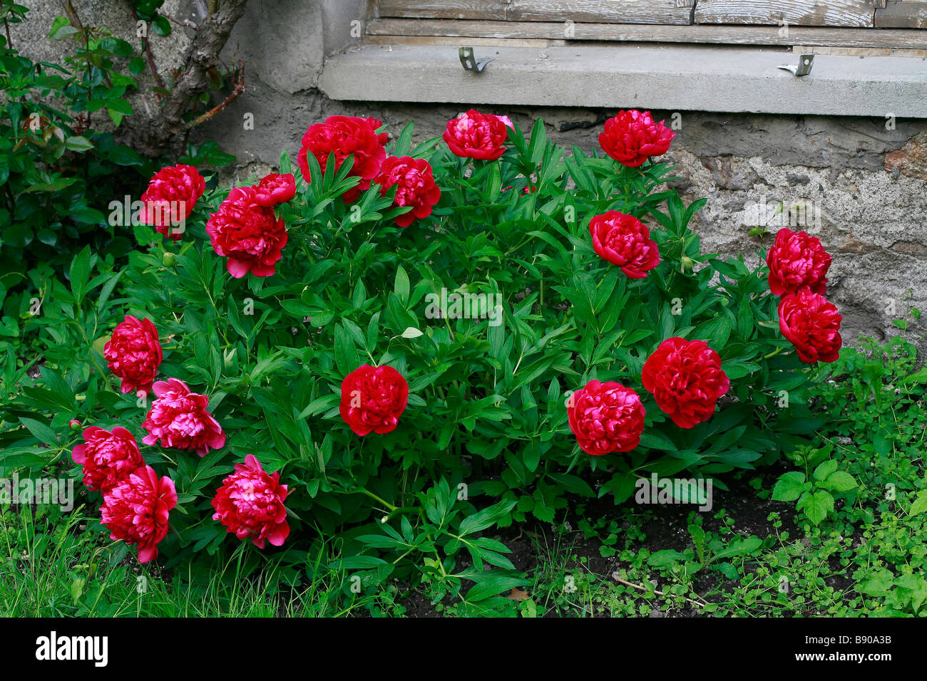 Paeonia Felix Supreme Stock Photo - Alamy