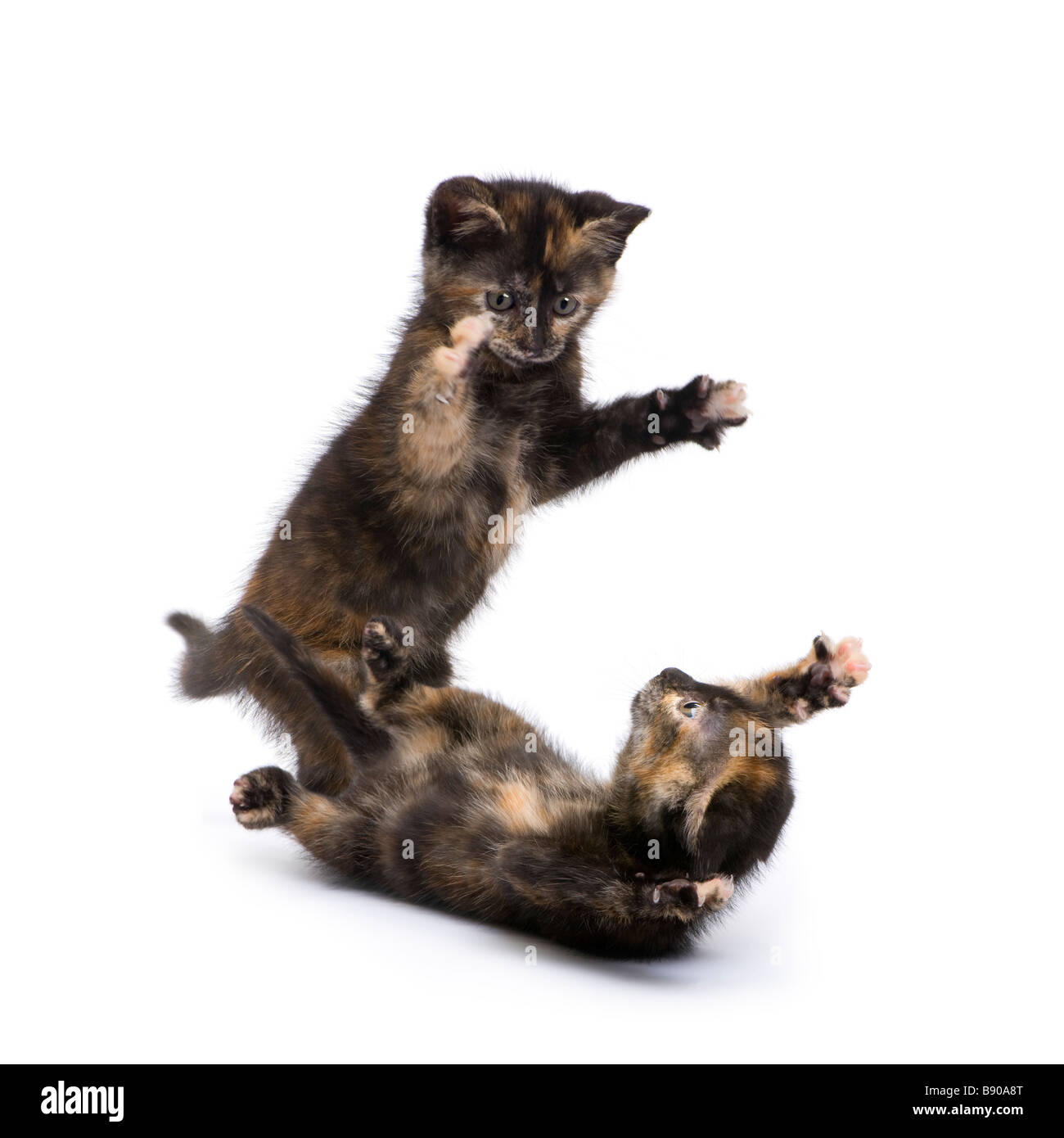 two Tortoiseshell cat 2 months in front of a white background Stock Photo