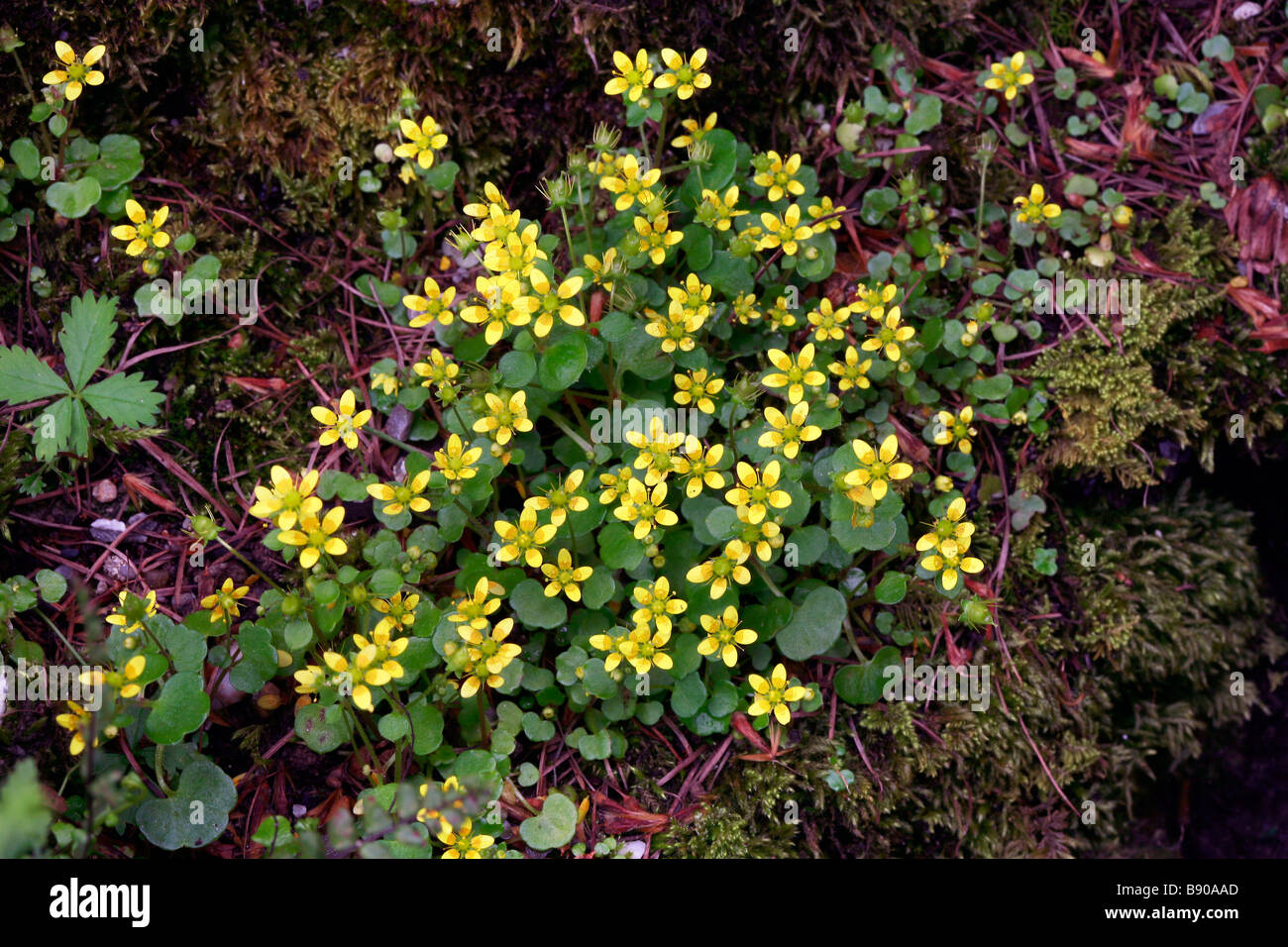 Saxifraga cymbalaria, saxifrage Stock Photo