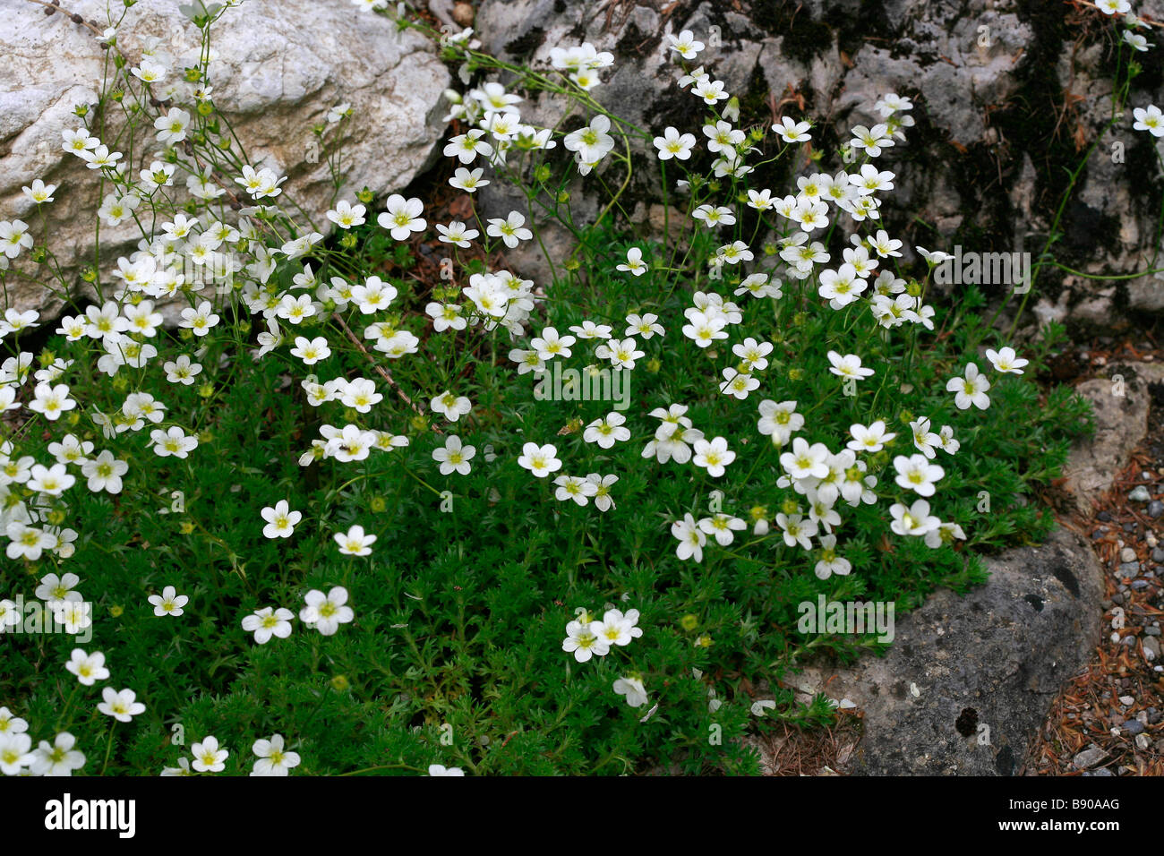 Saxifraga hypnoides Stock Photo