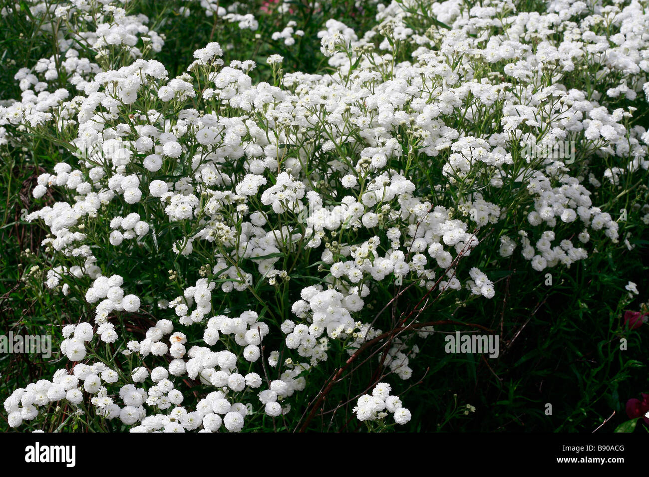 Achillea ptarmica 'Perry's White' Stock Photo