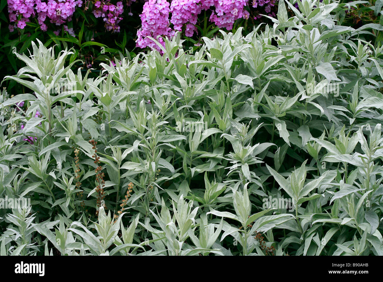 Artemisia ludoviciana 'Valerie Finnis' Stock Photo