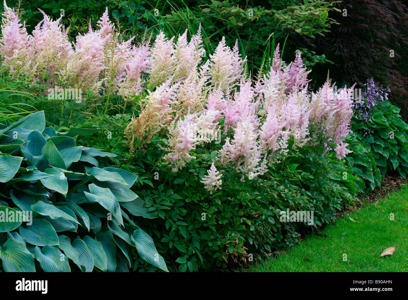 Astilbe e Hosta Stock Photo: 22750609 - Alamy