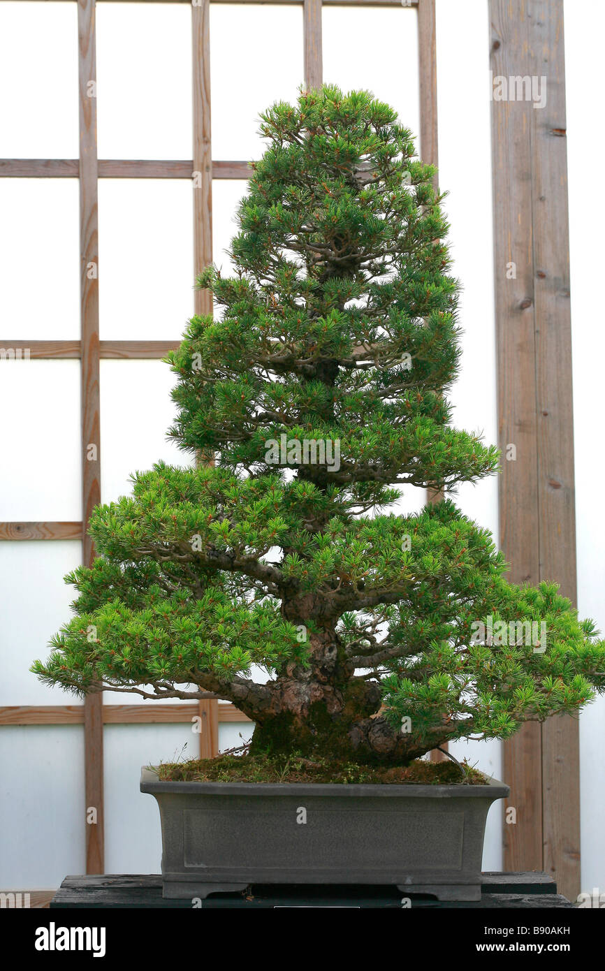 Pinus sp. Stock Photo