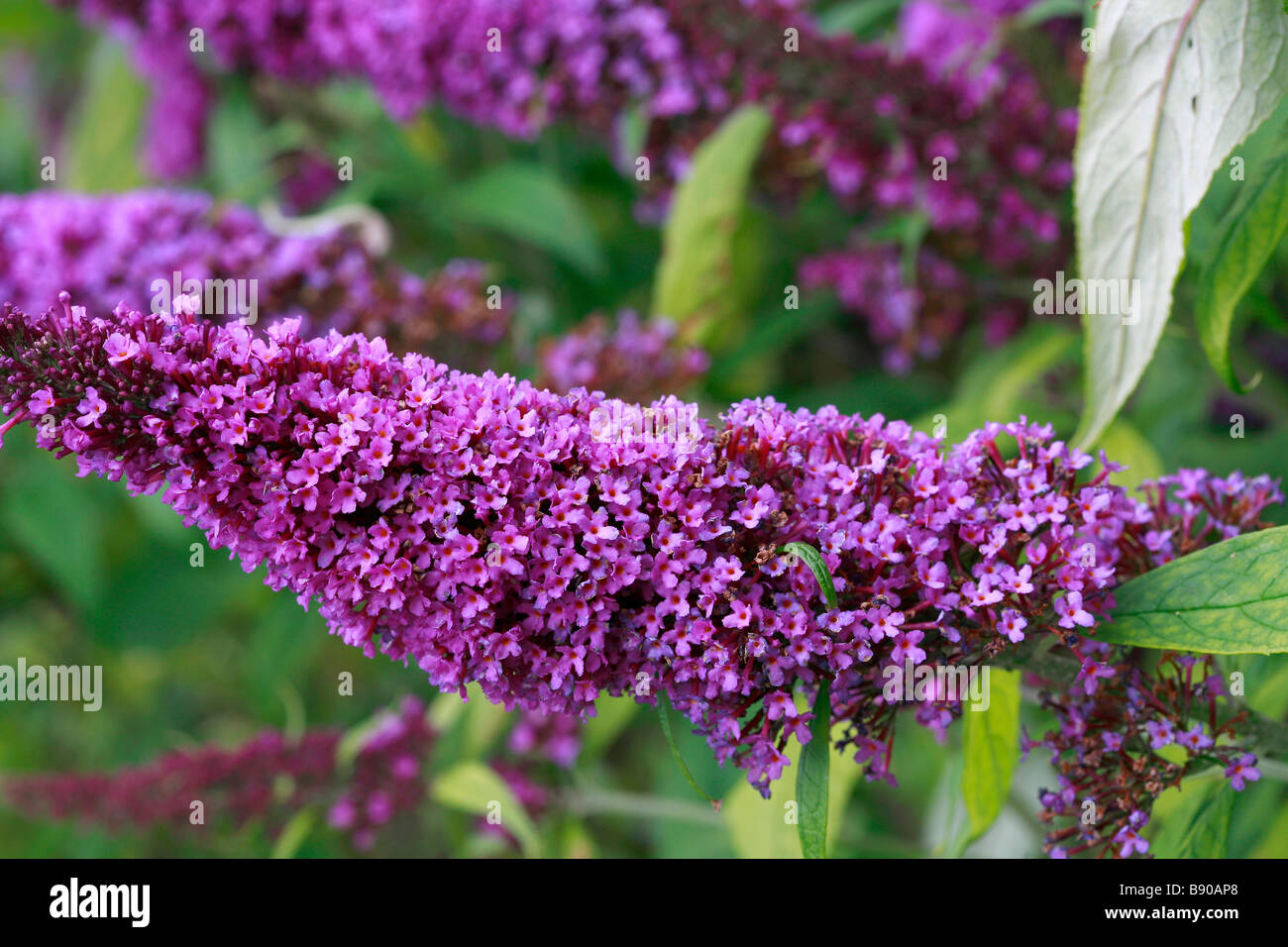 Buddleja davidii "Peakeep Stock Photo - Alamy