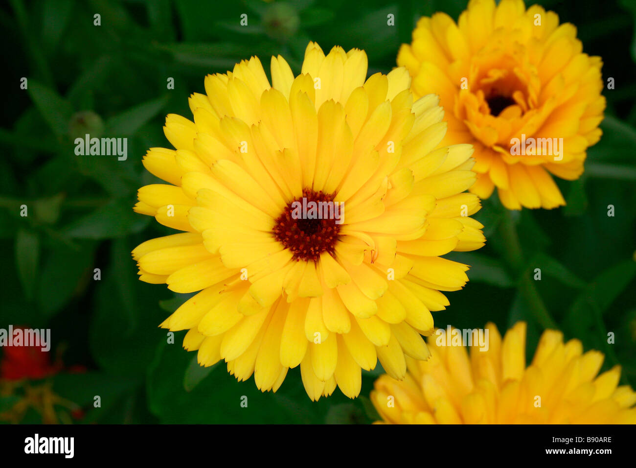 Calendula officinalis Stock Photo