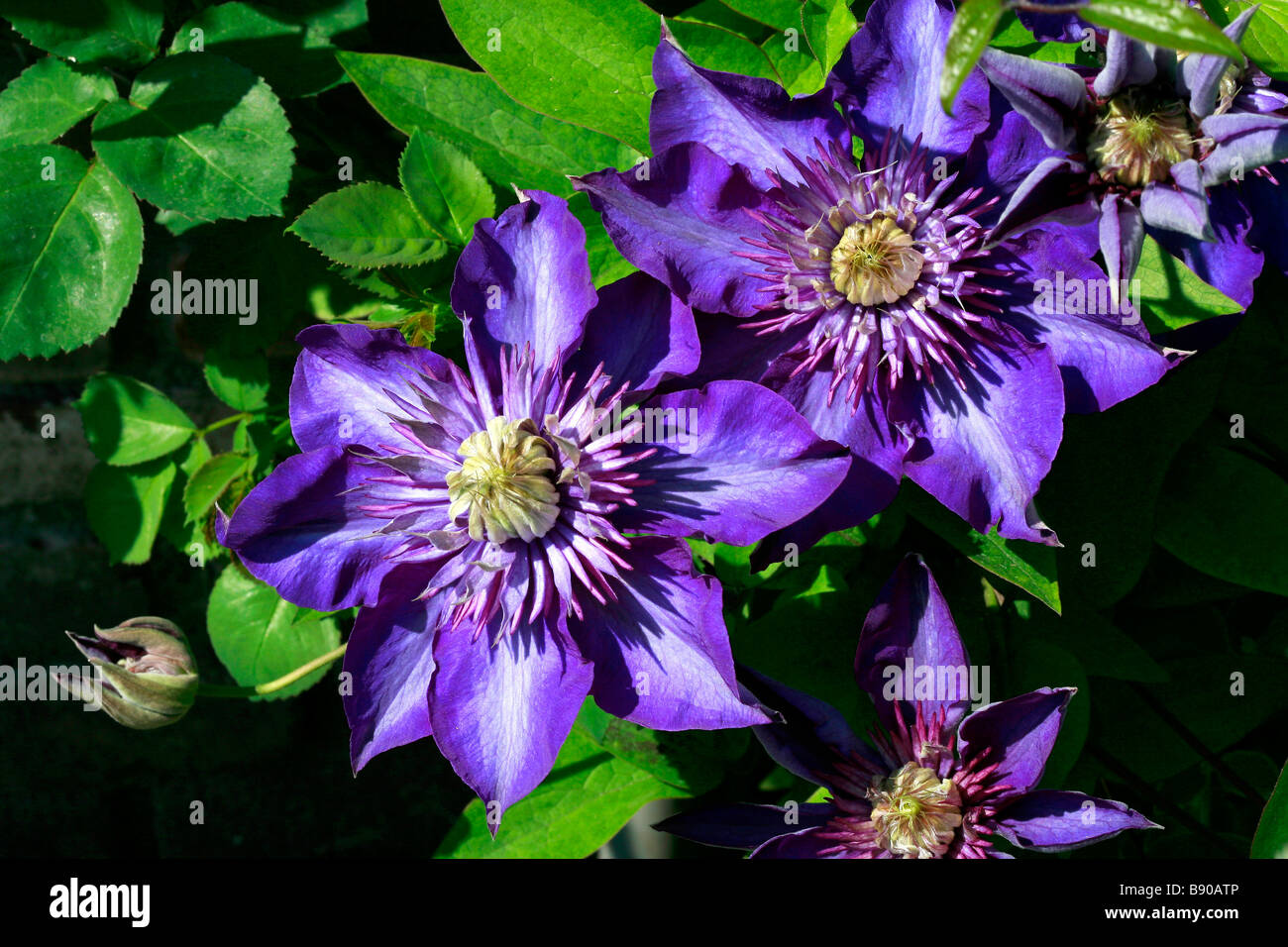 52+ Clematis Multi Blue Düngen, Steht sie im topf, hilft ein