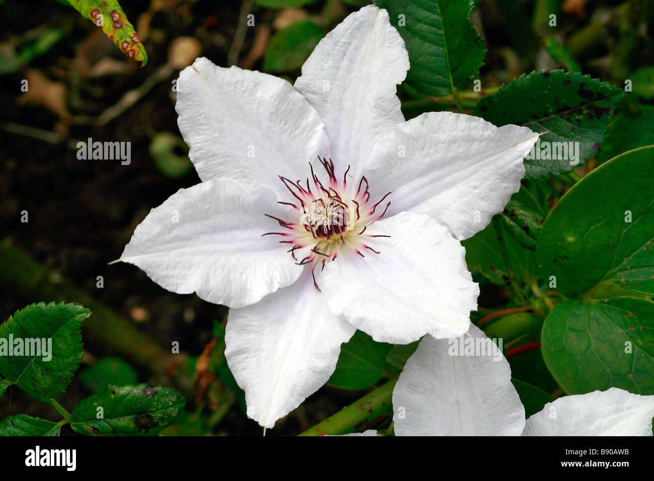 Clematis "Snow Queen Stock Photo Alamy