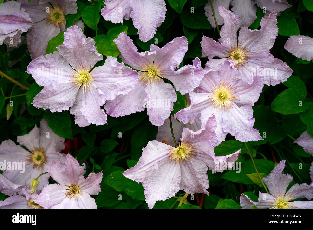 Aniol High Resolution Stock Photography and Images - Alamy