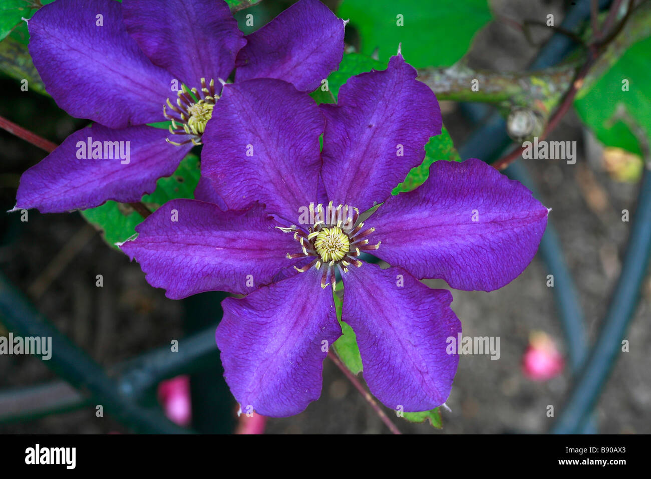 Clematis "Royalty" Stock Photo
