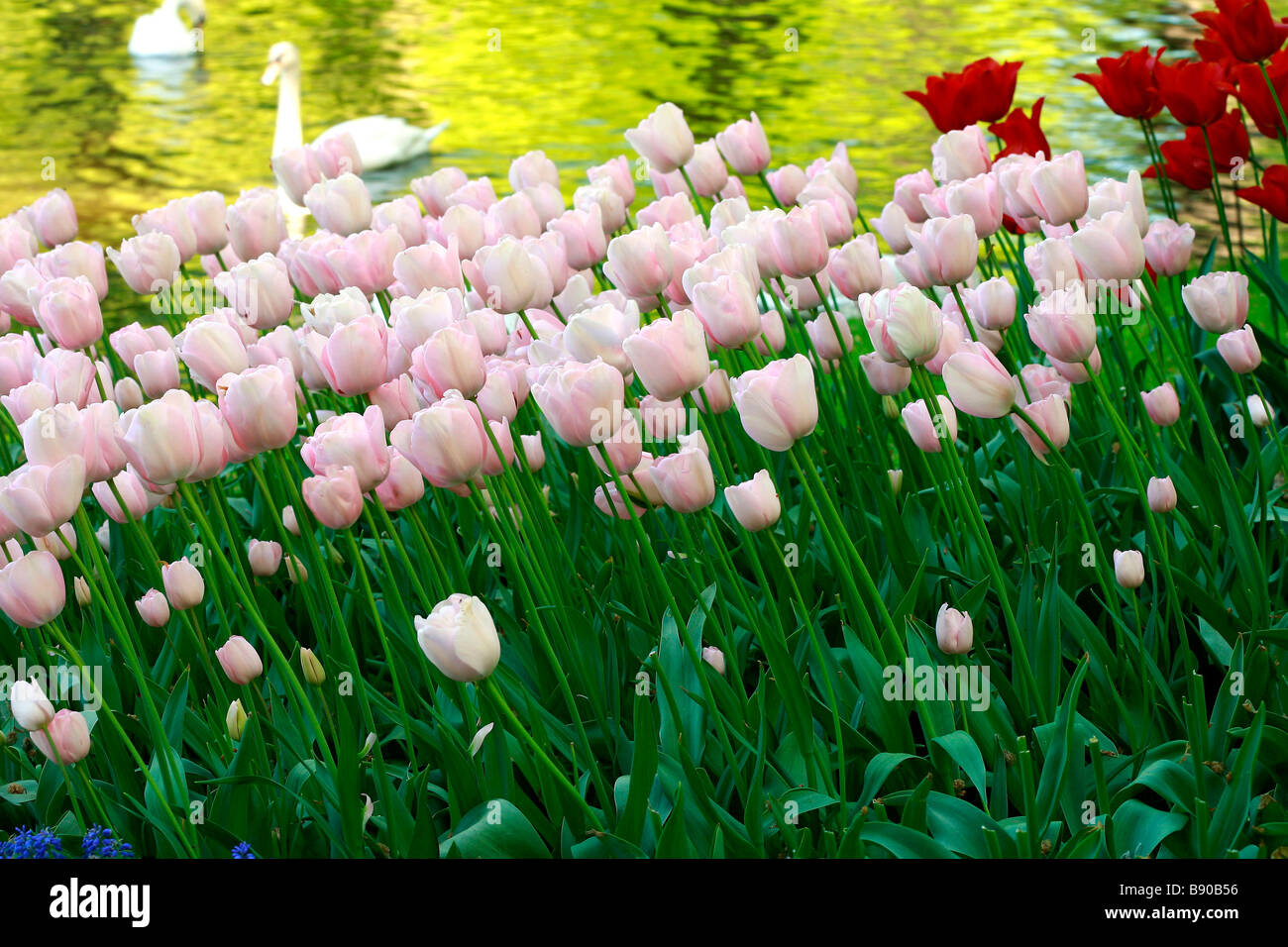 Tulips and pool, Keukenhof gardens, Lisse, Holland Stock Photo - Alamy