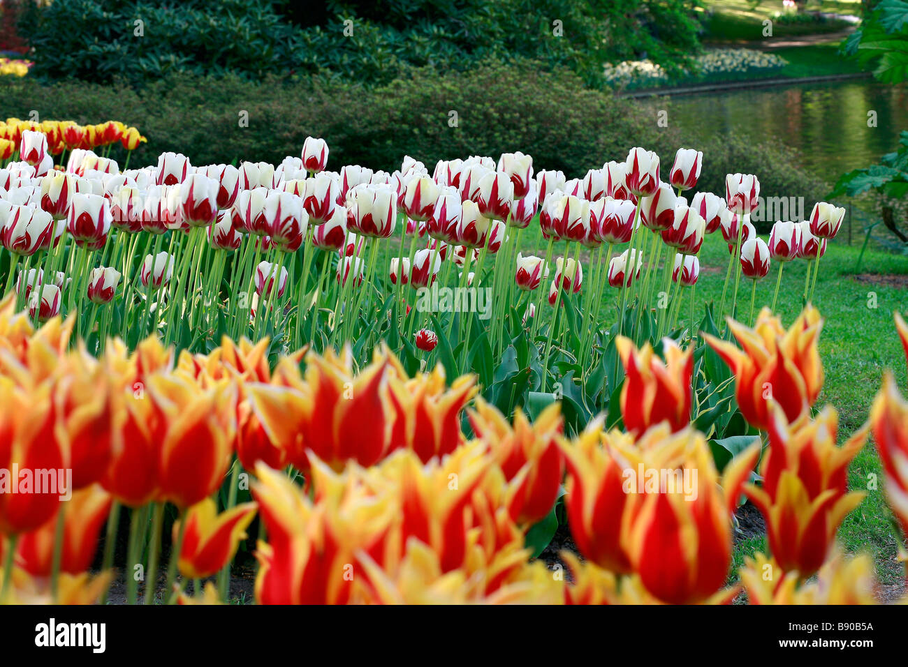 Tulips and pool, Keukenhof gardens, Lisse, Holland Stock Photo - Alamy