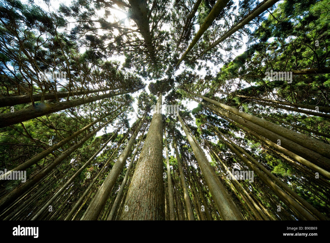Tall cedar Stock Photo