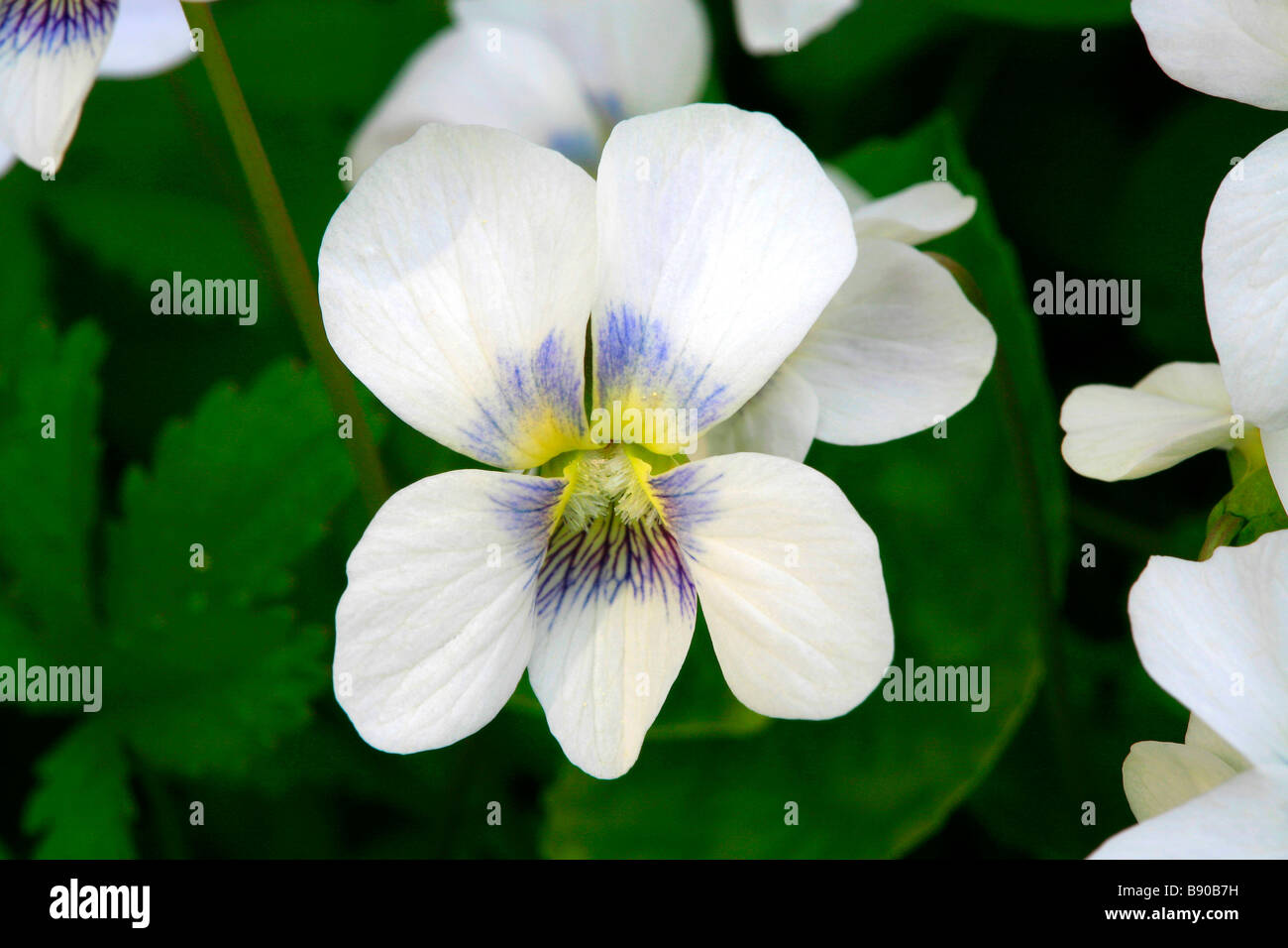 Viola sororia f. alba Stock Photo