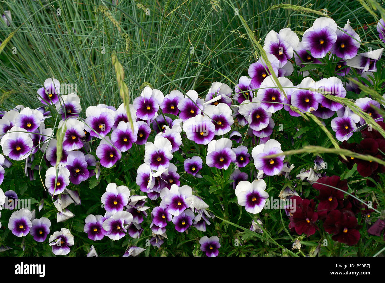 Viola cornuta "Skippy" Stock Photo