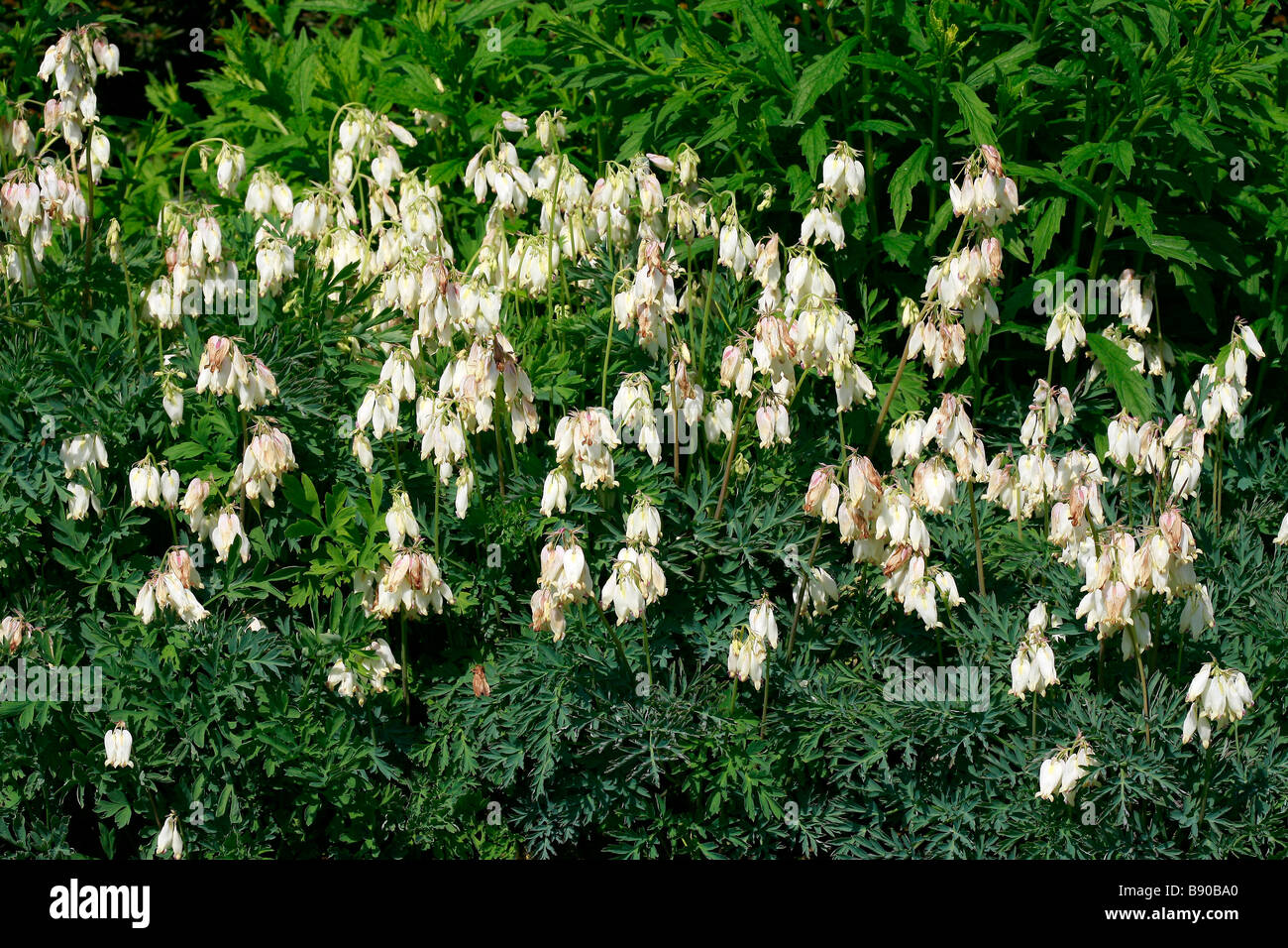 Dicentra formosa Aurora Stock Photo Alamy