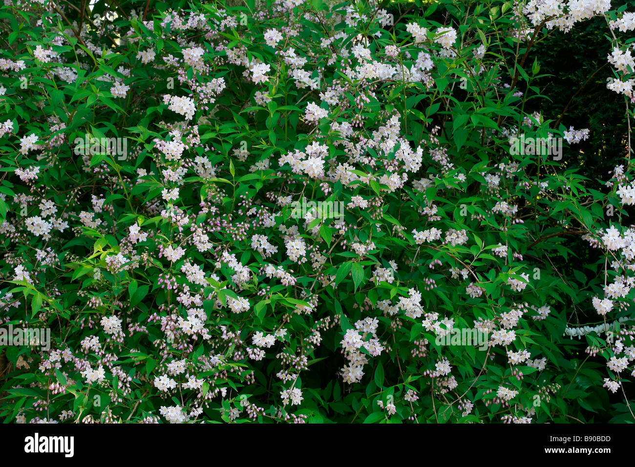Deutzia hybrida Stock Photo