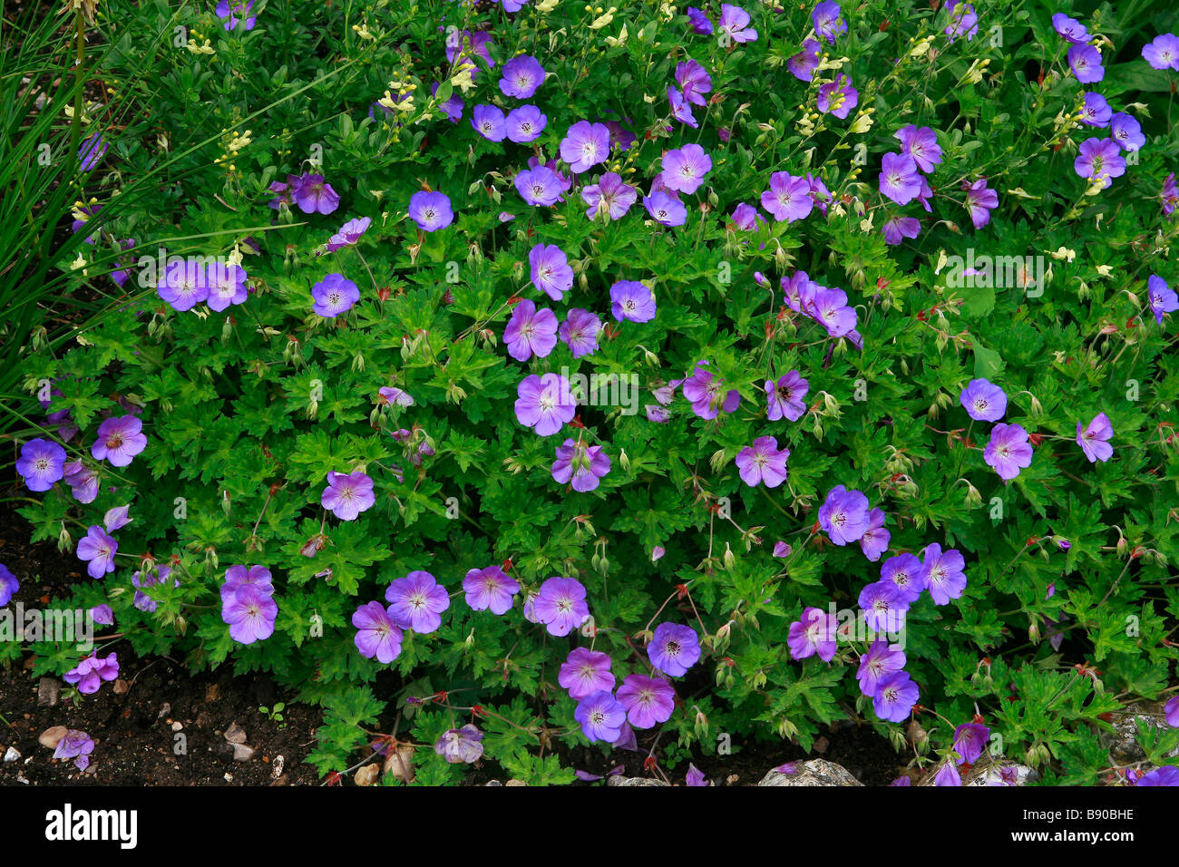 Geranium wallichianum Buxton's Variety Stock Photo