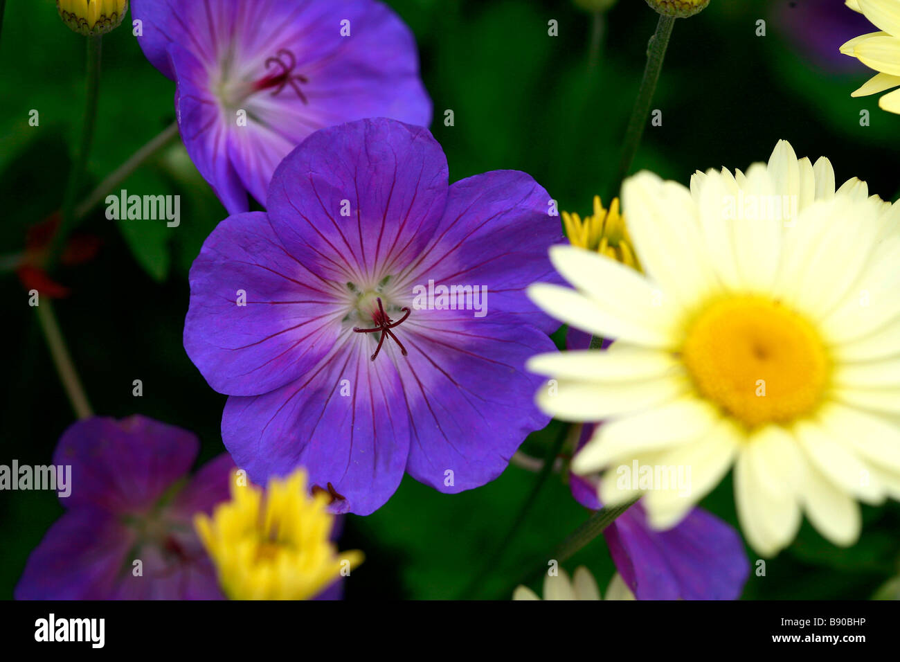 Geranium wallichianum Buxton's Variety Stock Photo