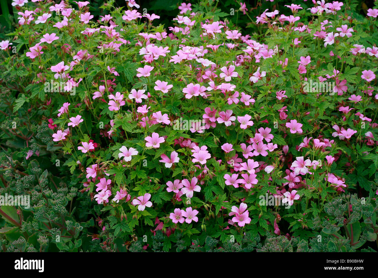 Geranium x oxonianum Wargrave Pink Stock Photo