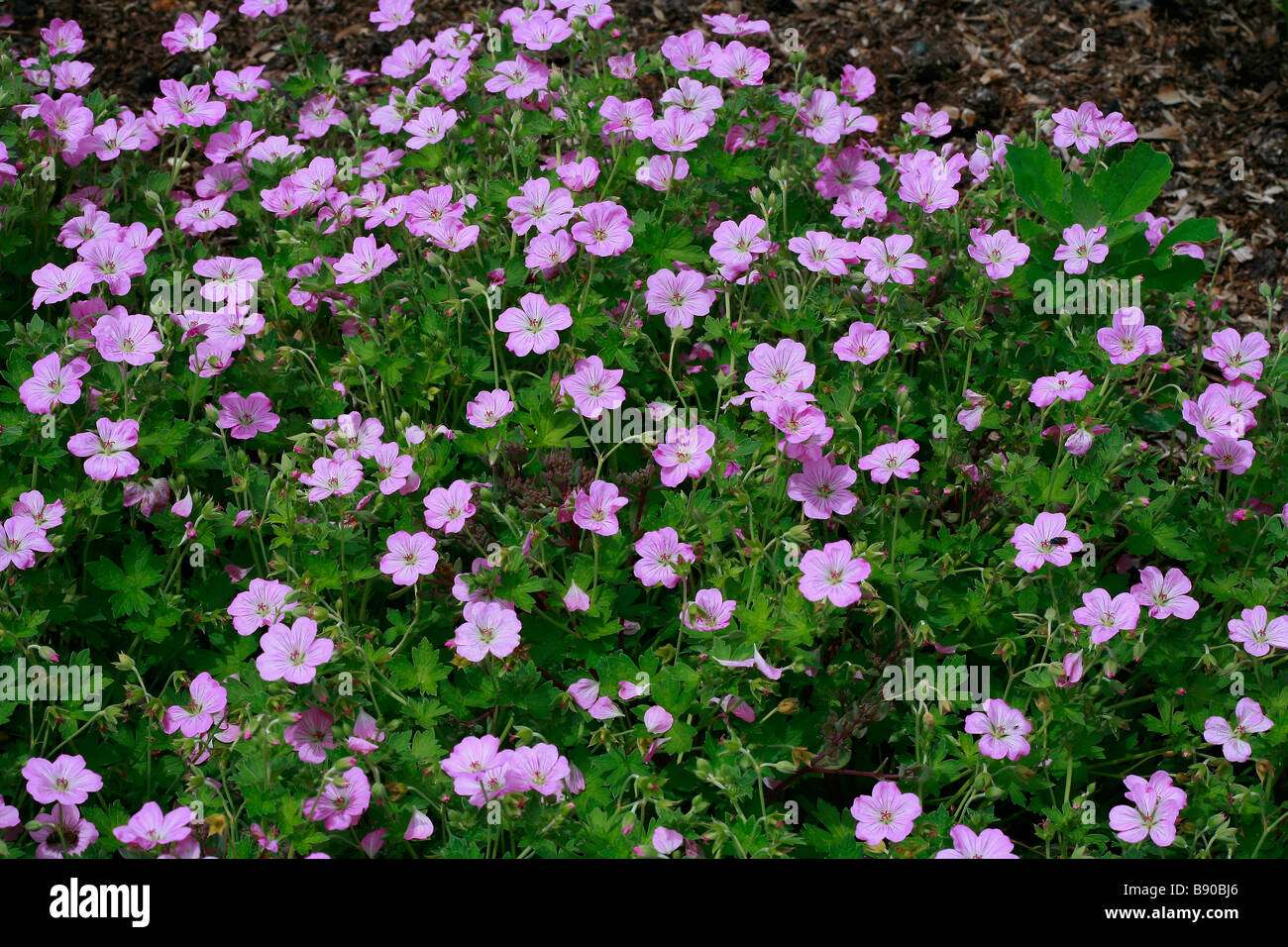 Geranium x riversleaianum Mavis Simpson Stock Photo - Alamy