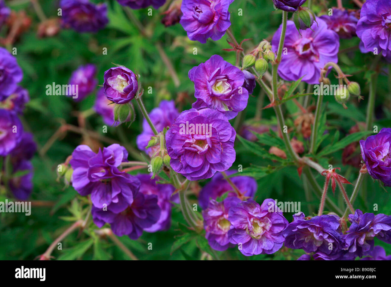 герань гималайская geranium "plenum". герань гималайская plenum. герань луговая plenum violaceum. герань гималайская пленум. герань гималайская пленум.